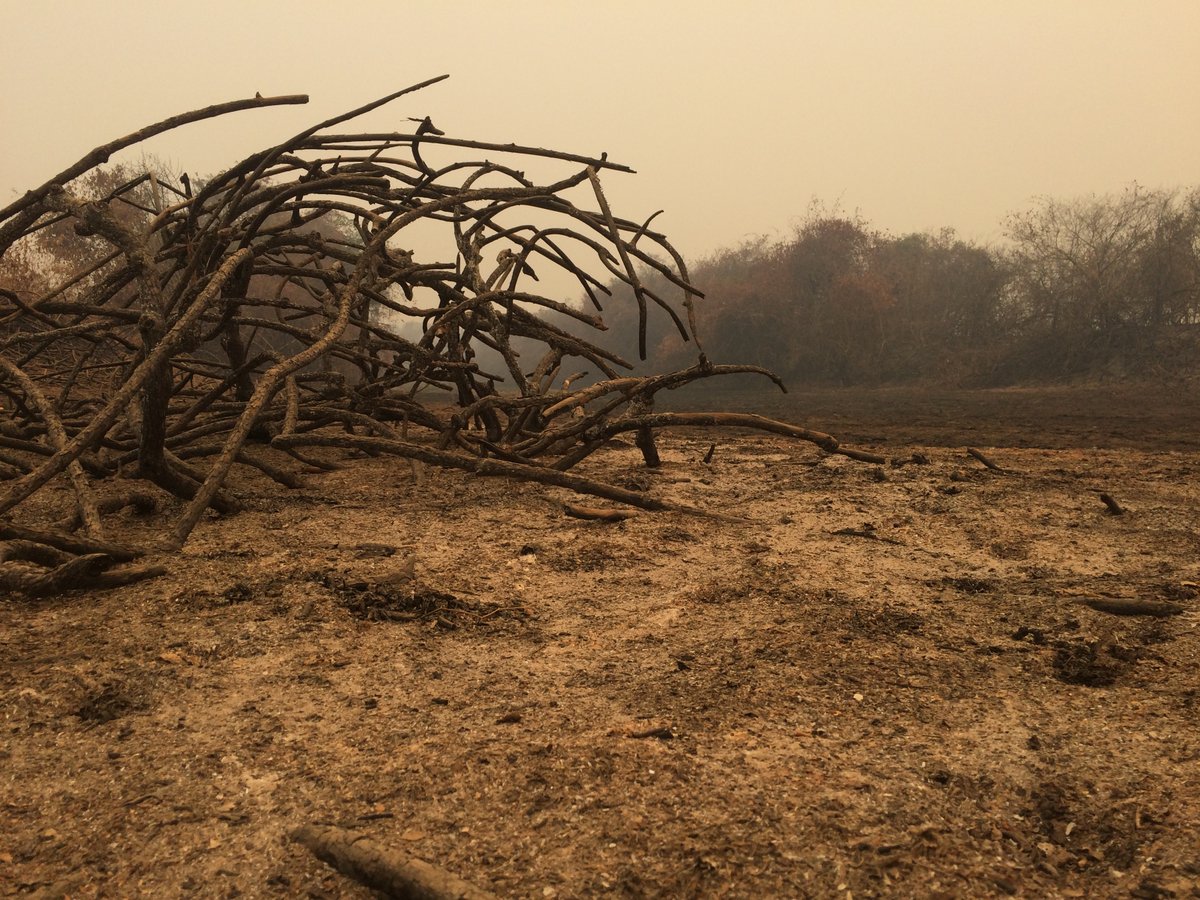 A few low-severity fires, along with annual flooding, help to create the mosaic that gives the Pantanal its diversity of landscapes. But this year, fires are burning on a far larger scale and with greater severity than normal /