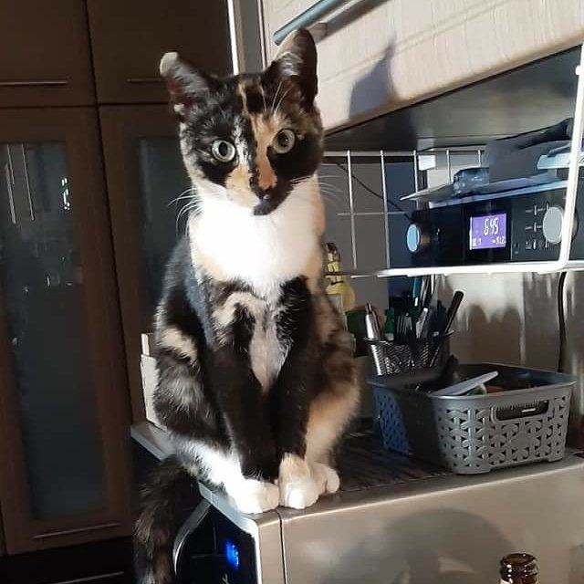 AlanDaffern's tweet photo. Luna went #Missing on a rainy and windy night on 26-27/08/20 in Charton Drive #Springlodge #CaiaPark #Wrexham #NorthWales #LL19 area. #Reward offered
https://t.co/uIqwoUQLm6
Contact Details: 07563-774-643
@juliagarland73 @SOSmoggies @gelert01 https://t.co/vQh4Xo6Um0