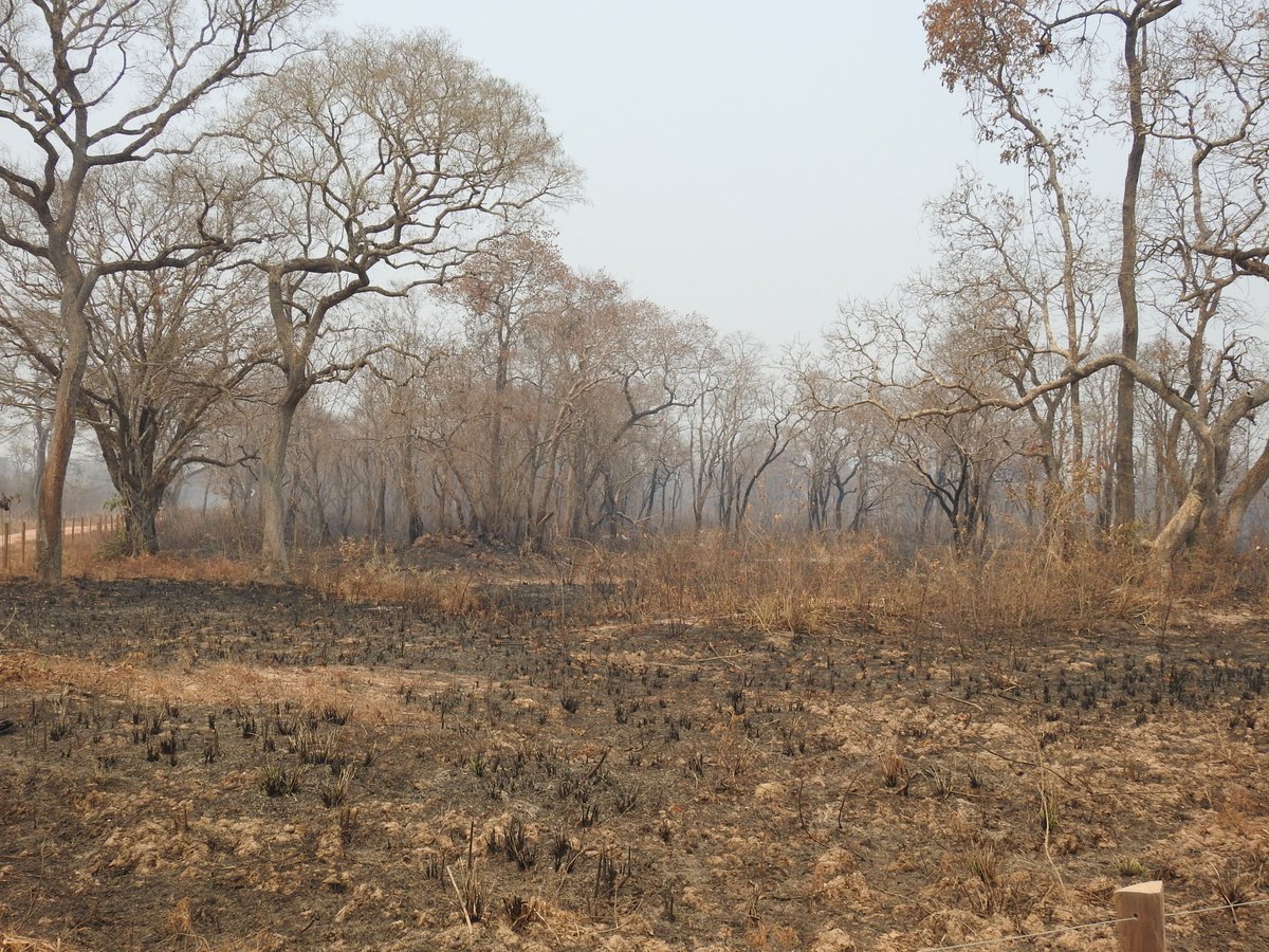 In the Pantanal as a whole, it’s estimated that 15% has burned so far. Driving the Transpantaneira from Poconé to Porto Jofre a few days ago, it’s clear that the total is far far higher in that part of the Pantanal. We passed kilometre after kilometre of burned landscapes /