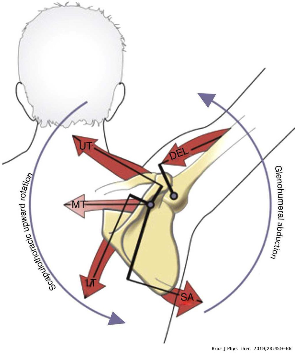 mechanics of this position, let’s understand what’s happening:Beyond around 60 degrees of shoulder flexion, the scapular external rotator muscles need to work harder to get the arm overhead due to the progressive upward rotation of the scapula (Neumann, 2016).