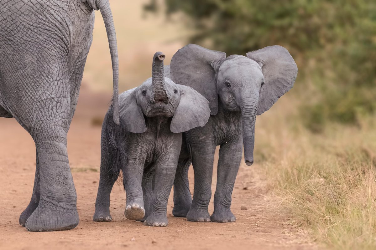 lil baby elephants