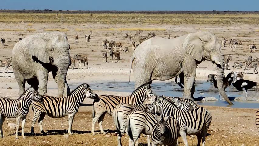 elephants with other animals 