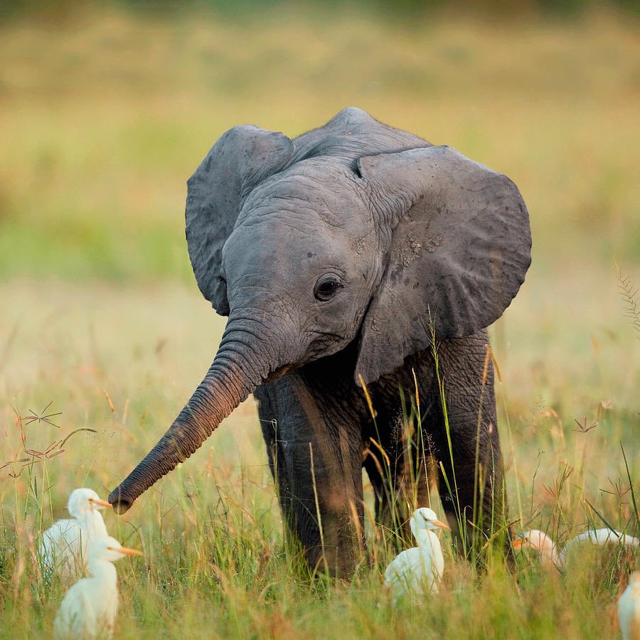 elephants with other animals 