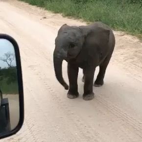 elephants being curious