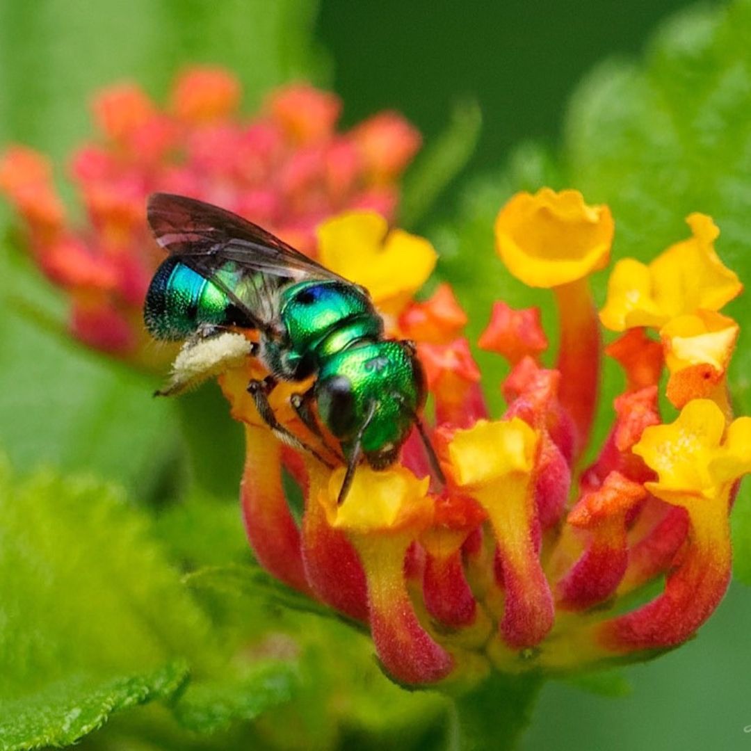 Bees in France starting producing honey in different shades of blue and green. Beekeepers found that instead of collecting nectar from flowers, the bees were feeding on remnants of colored M&amp;M candy shells that were being processed by a plant 2.5 miles away. 🐝 #FactManiac