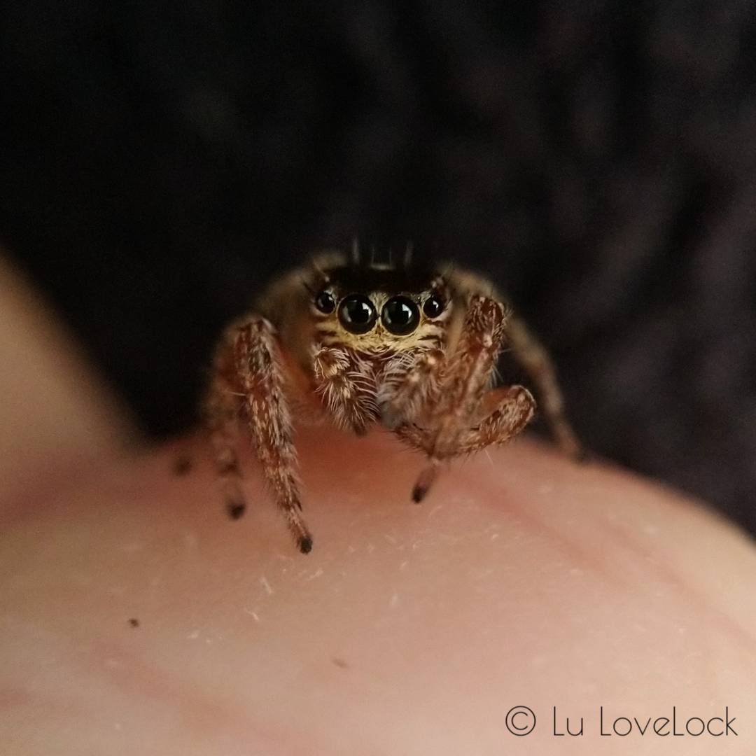 LuLoveLock's tweet photo. Resently I have had the pleasure of a Jumping Spider for company. They are incredible creatures to observe! #FascinatingInvertebratesWeekend https://t.co/41UHGj1zAv
