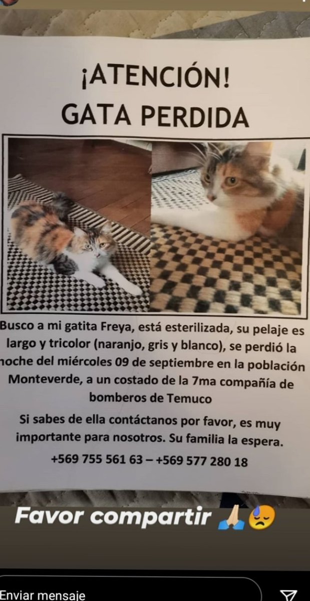 LadyNekito's tweet photo. AYÚDENME A ENCONTRAR A MI GATITA PORFAVOR!
SE PERDIÓ en Temuco, población monteverde, cerca de lo bomberos de la séptima la extrañamos mucho
#Araucania #temuco #chile #Perdida #Ayuda #freya #fireless https://t.co/HyHsZhWR6e