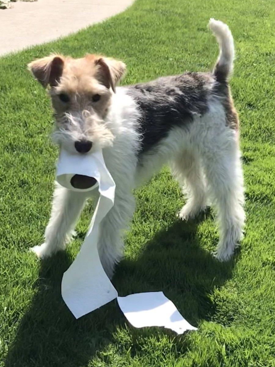 amylindman's tweet photo. I make sure my ma gets her daily exercise, so I snatch and grab things from the house. Toilet paper is my favorite. #dailycardio https://t.co/fldQQWGW9m