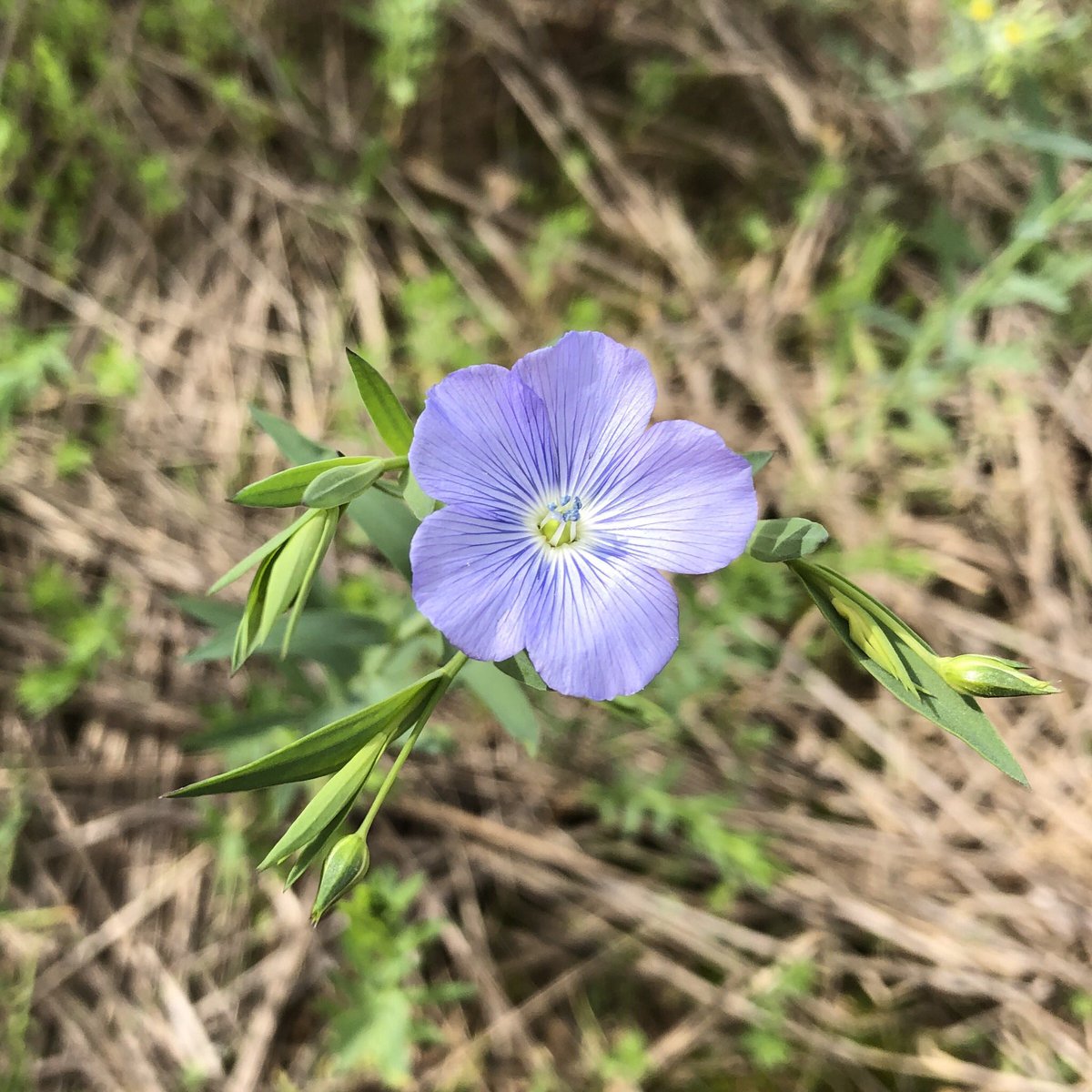 EcologyMills's tweet photo. Not the #fruits challenge but a nice little selection of flowers I saw this week ☺️ Field Pansy 🌱Cutleaf Geranium (?) 🌸 Common Flax  🌿 and Scarlet Pimpernel 🌼 #wildflowerhour @wildflower_hour https://t.co/umydoOFX0s