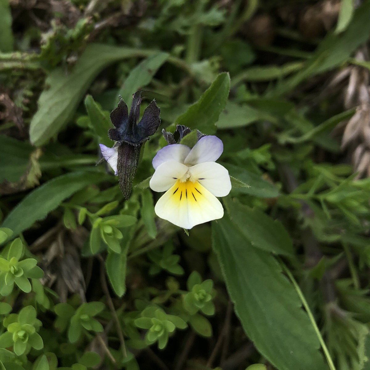 EcologyMills's tweet photo. Not the #fruits challenge but a nice little selection of flowers I saw this week ☺️ Field Pansy 🌱Cutleaf Geranium (?) 🌸 Common Flax  🌿 and Scarlet Pimpernel 🌼 #wildflowerhour @wildflower_hour https://t.co/umydoOFX0s