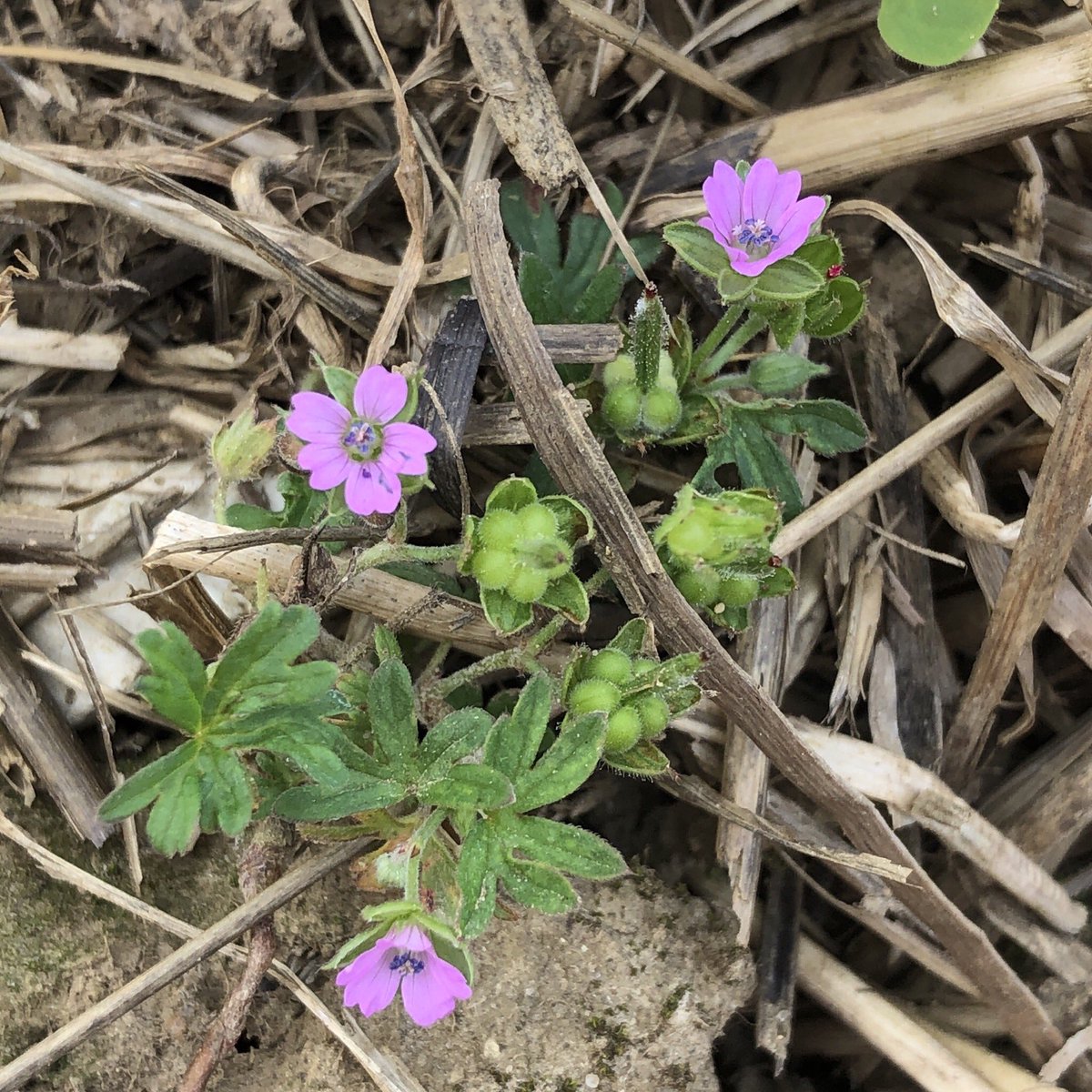 EcologyMills's tweet photo. Not the #fruits challenge but a nice little selection of flowers I saw this week ☺️ Field Pansy 🌱Cutleaf Geranium (?) 🌸 Common Flax  🌿 and Scarlet Pimpernel 🌼 #wildflowerhour @wildflower_hour https://t.co/umydoOFX0s