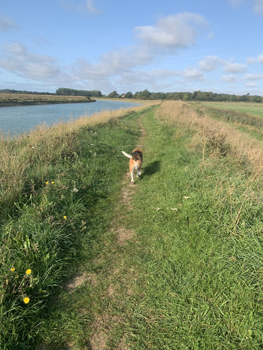 MR_Stonewater's tweet photo. Run 6 completed today for @STagainstDA_ with my running partner ๐ถ On target to hit 70km ๐ช๐ป #runningtogether #standagainstda #standagainstdv https://t.co/v2eSvWC8XO