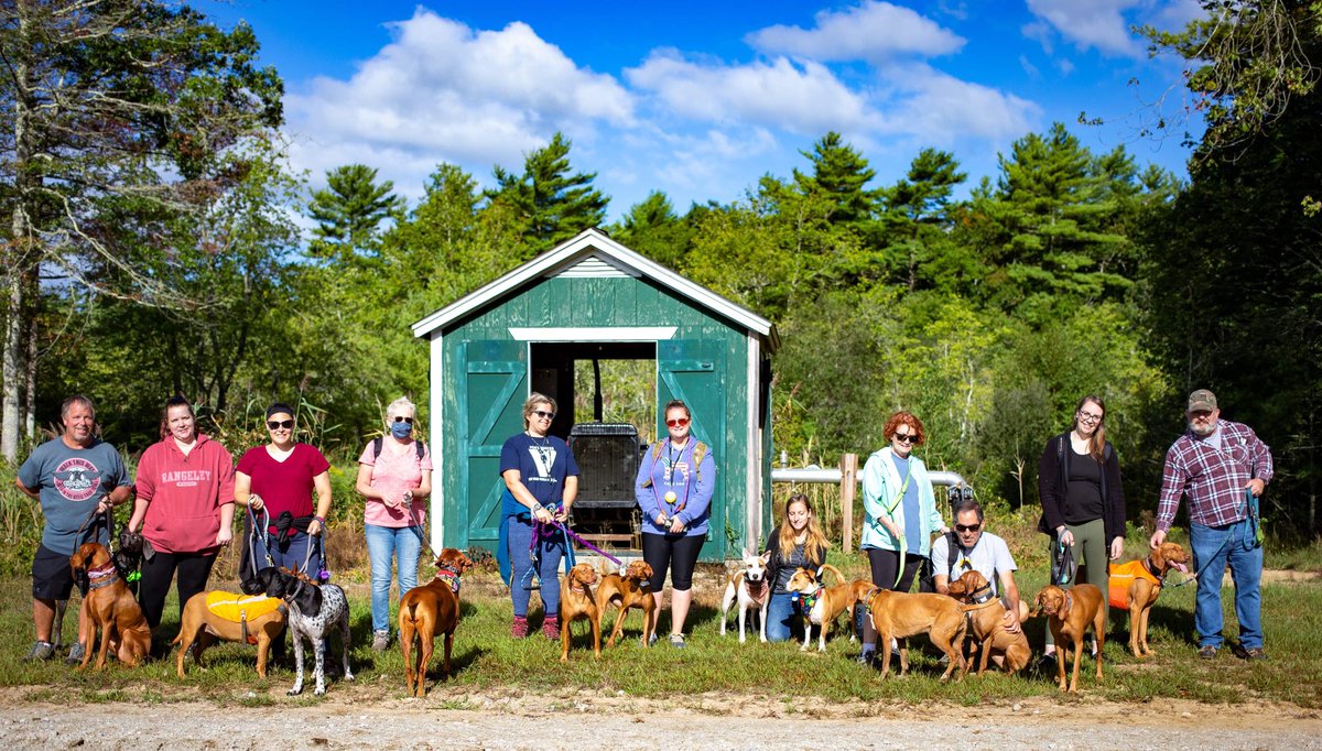 at_sealevel's tweet image. Wonderful walk yesterday with some wild dogs at #eastoverreservation #thetrustees yesterday morning! #fastdogs #vizwhizz #southcoastma