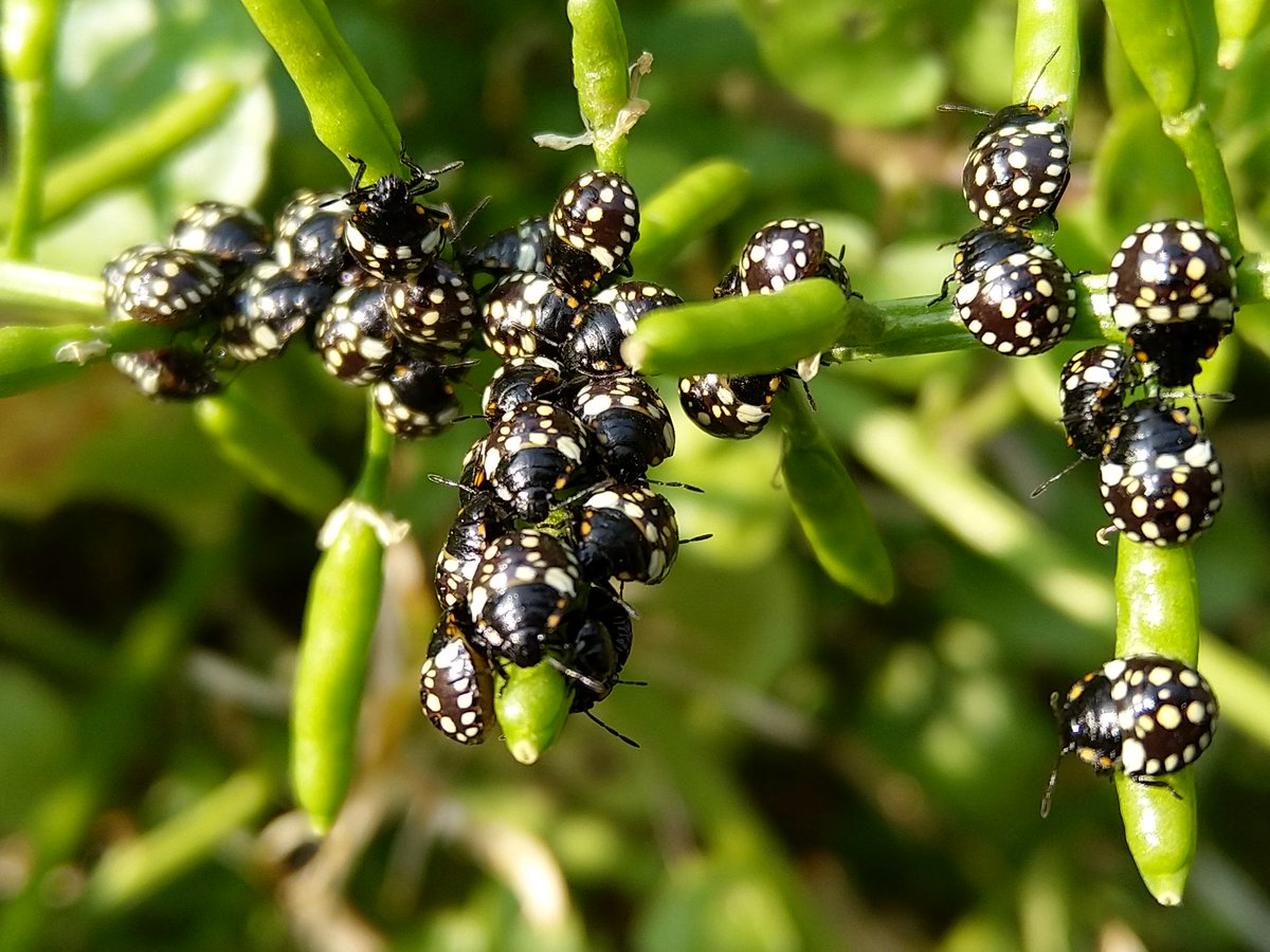 Meetal_Leeka's tweet photo. 1/4 For #FascinatingInvertebratesWeekend, I have a few of my own, all from my garden. They're all Southern Green Shieldbugs (Nezara viridula) in this tweet:-
1. Eggs
2. 1st/2nd Instar
3. 3rd Instar
4. 4th Instar
@Britnatureguide https://t.co/woKpRGE1ED