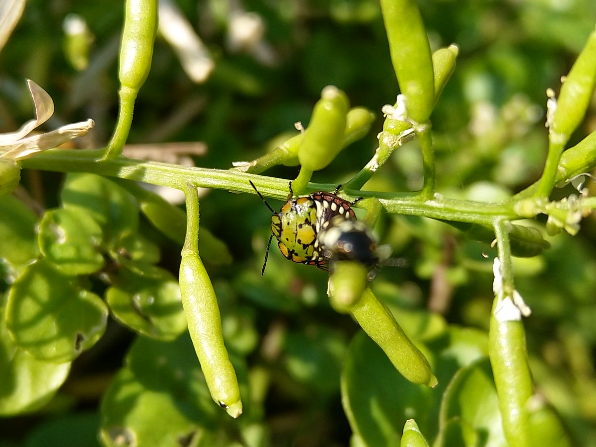 Meetal_Leeka's tweet photo. 1/4 For #FascinatingInvertebratesWeekend, I have a few of my own, all from my garden. They're all Southern Green Shieldbugs (Nezara viridula) in this tweet:-
1. Eggs
2. 1st/2nd Instar
3. 3rd Instar
4. 4th Instar
@Britnatureguide https://t.co/woKpRGE1ED