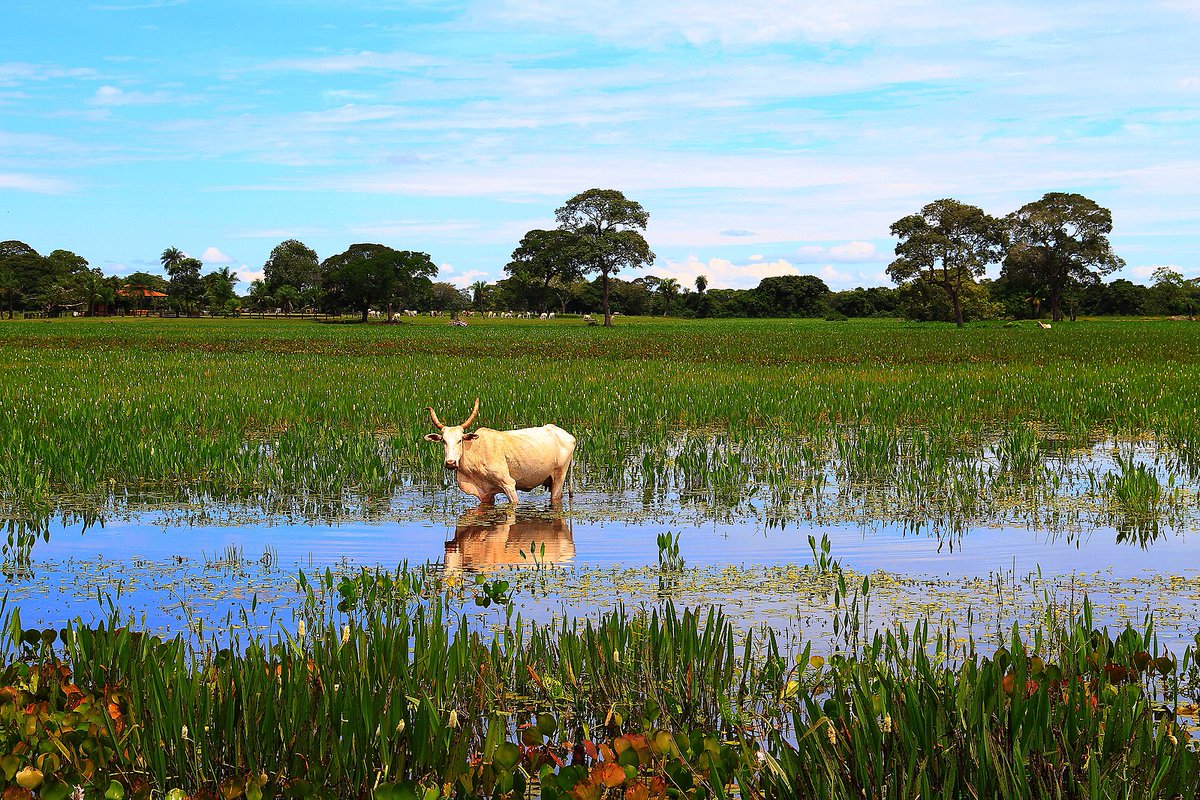 I have always heard of the Pantanal as an example of cattle ranching in harmony with nature. If that is so, it’s only possible because ranchers run a relatively small number of cattle across a large area (photo CC-BY-SA Marinelson Almeida Silva) /