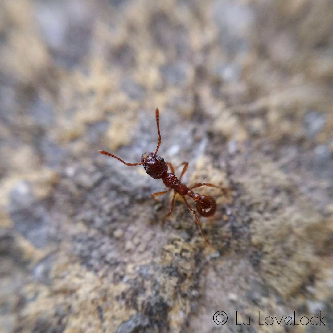 LuLoveLock's tweet photo. I have spent a lot of enjoyable time this year, learning about how amazing are Ants! I still have so much more to discover! #FascinatingInvertebratesWeekend https://t.co/FLXnZuB3pW