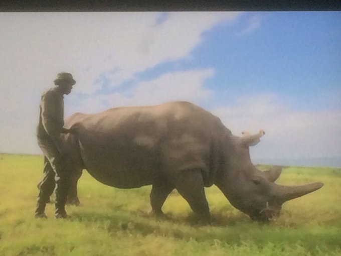 80_mcswan's tweet image. #ExtinctionTheFacts
There are just 2 White rhino left in the world.
Do not know about you but that makes me ashamed of the human race as we are responsible 
We as people did this #ExtinctionTheFacts