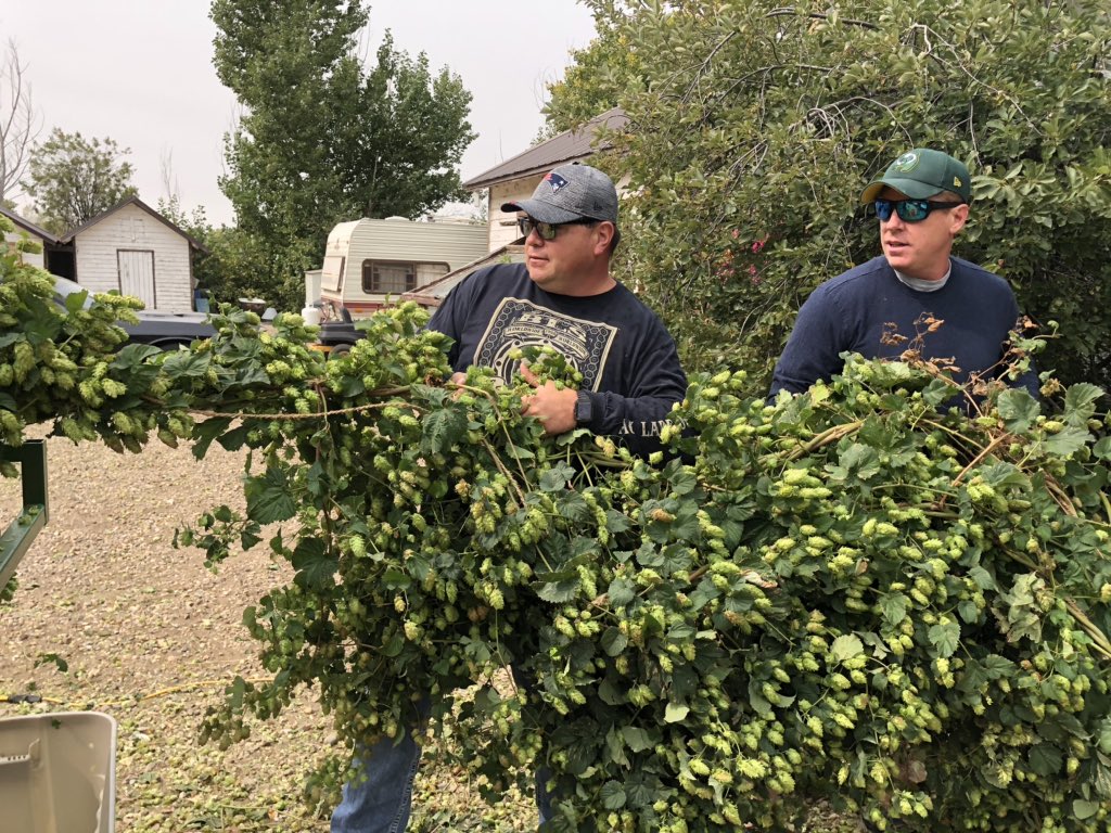 Here’s <a href="/Marc04Marc/">marc larocque</a> for his #free hops