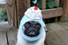 if you like pug in hats open this thread <33