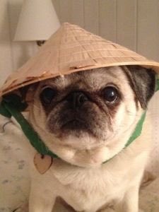 if you like pug in hats open this thread <33