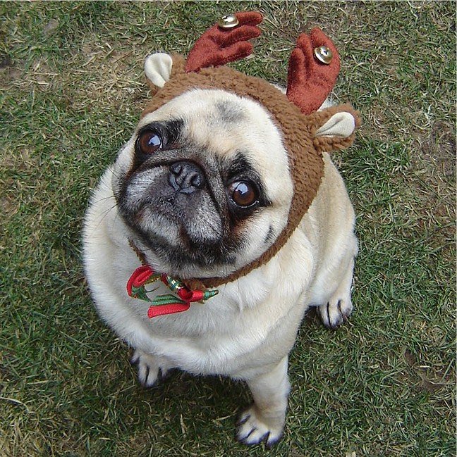 if you like pug in hats open this thread <33