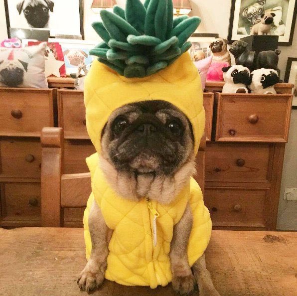 if you like pug in hats open this thread <33