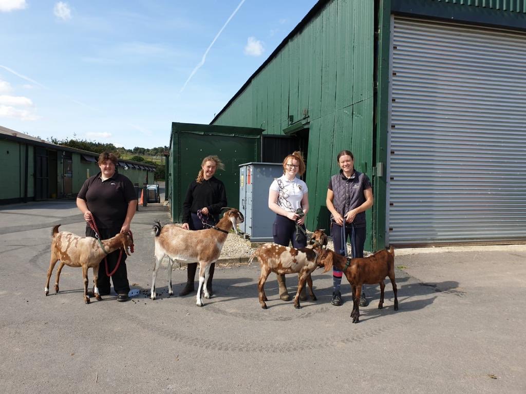 NorthFarmStud's tweet photo. 🐐 NFS Goats on parade and getting some lead practice! 🐐#goatsofinstagram #goatlove https://t.co/dD0mmVcfup