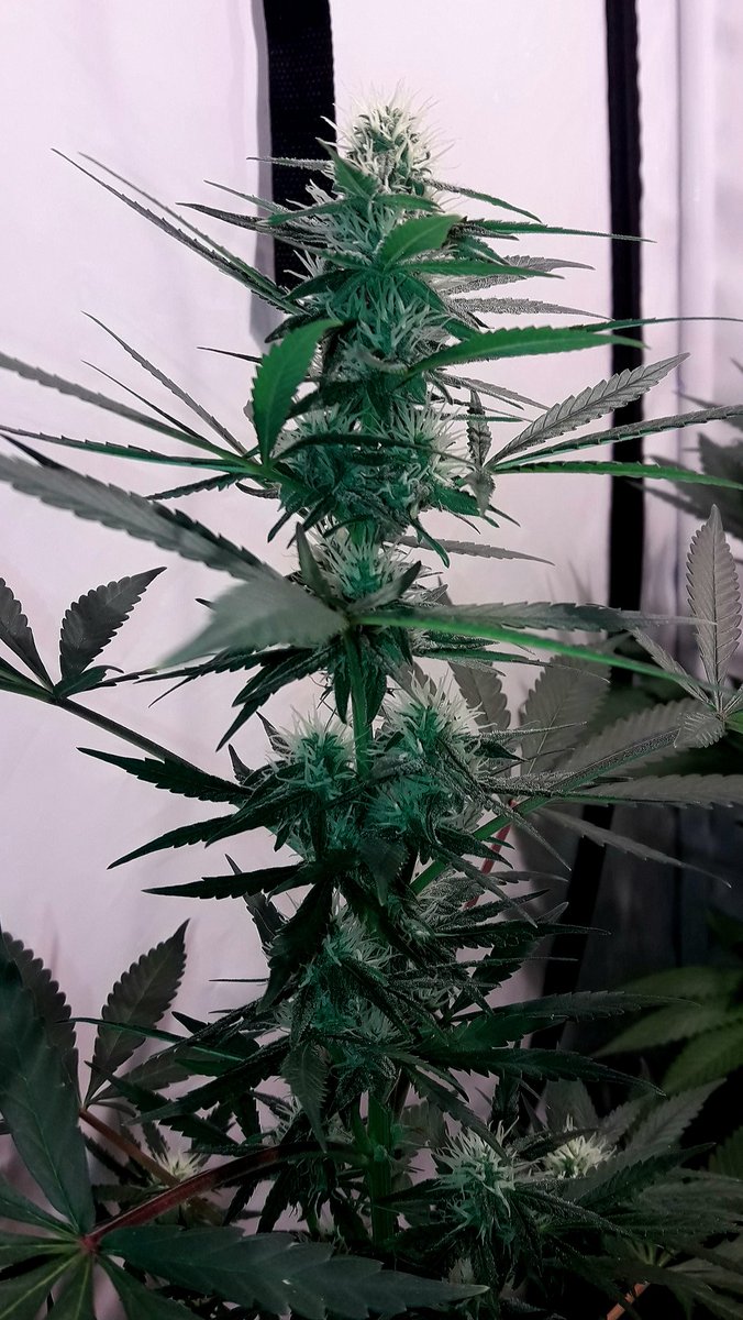 AdrycManellson's tweet photo. Y tened en cuenta Amig@s, sólo han recibido una dosis de #Root, otra de #AlgaGrow, #GreenSensation y una última de #AlgaBloom #Plagron, y son en inicio de su 5.ª sem de #Flor.
#SailingTheGreenSea y comprometidos con el #Cultivo #Orgánico somos en #AdrycsCove.
#GreenIsLife...🧚‍♂️😎 https://t.co/0a8YChVgCT