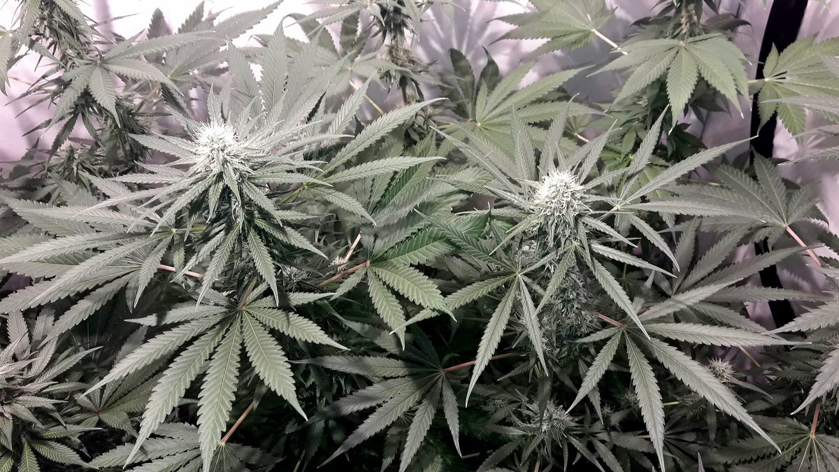 AdrycManellson's tweet photo. Y tened en cuenta Amig@s, sólo han recibido una dosis de #Root, otra de #AlgaGrow, #GreenSensation y una última de #AlgaBloom #Plagron, y son en inicio de su 5.ª sem de #Flor.
#SailingTheGreenSea y comprometidos con el #Cultivo #Orgánico somos en #AdrycsCove.
#GreenIsLife...🧚‍♂️😎 https://t.co/0a8YChVgCT