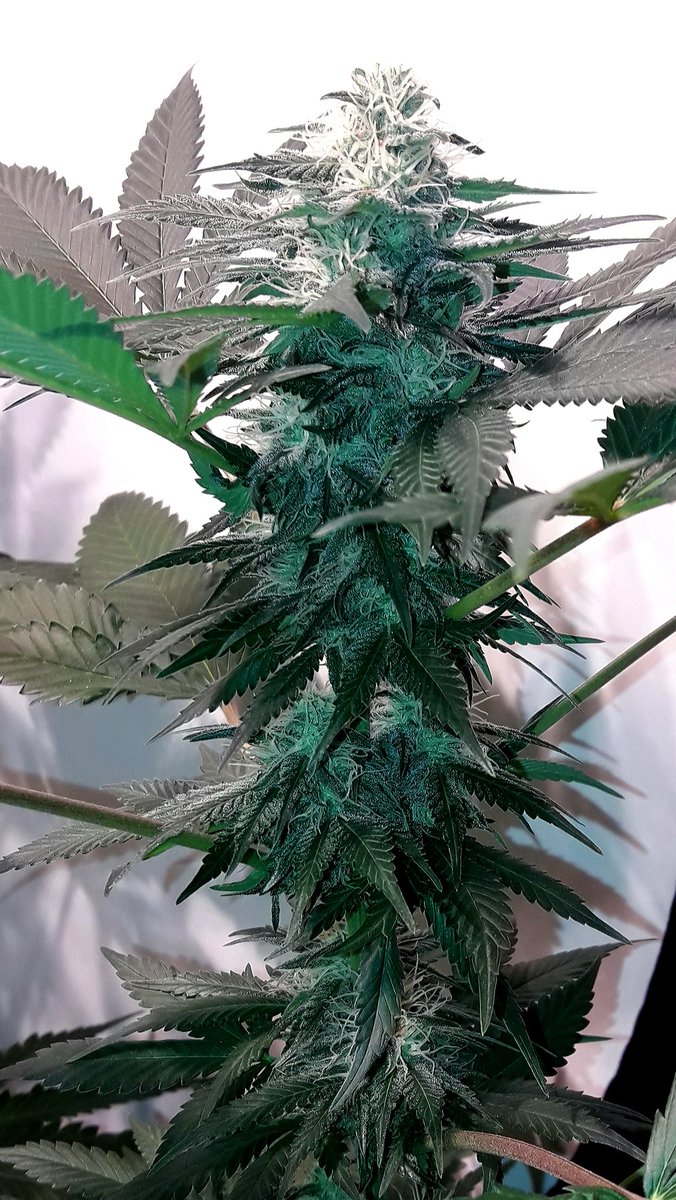 AdrycManellson's tweet photo. Y tened en cuenta Amig@s, sólo han recibido una dosis de #Root, otra de #AlgaGrow, #GreenSensation y una última de #AlgaBloom #Plagron, y son en inicio de su 5.ª sem de #Flor.
#SailingTheGreenSea y comprometidos con el #Cultivo #Orgánico somos en #AdrycsCove.
#GreenIsLife...🧚‍♂️😎 https://t.co/0a8YChVgCT