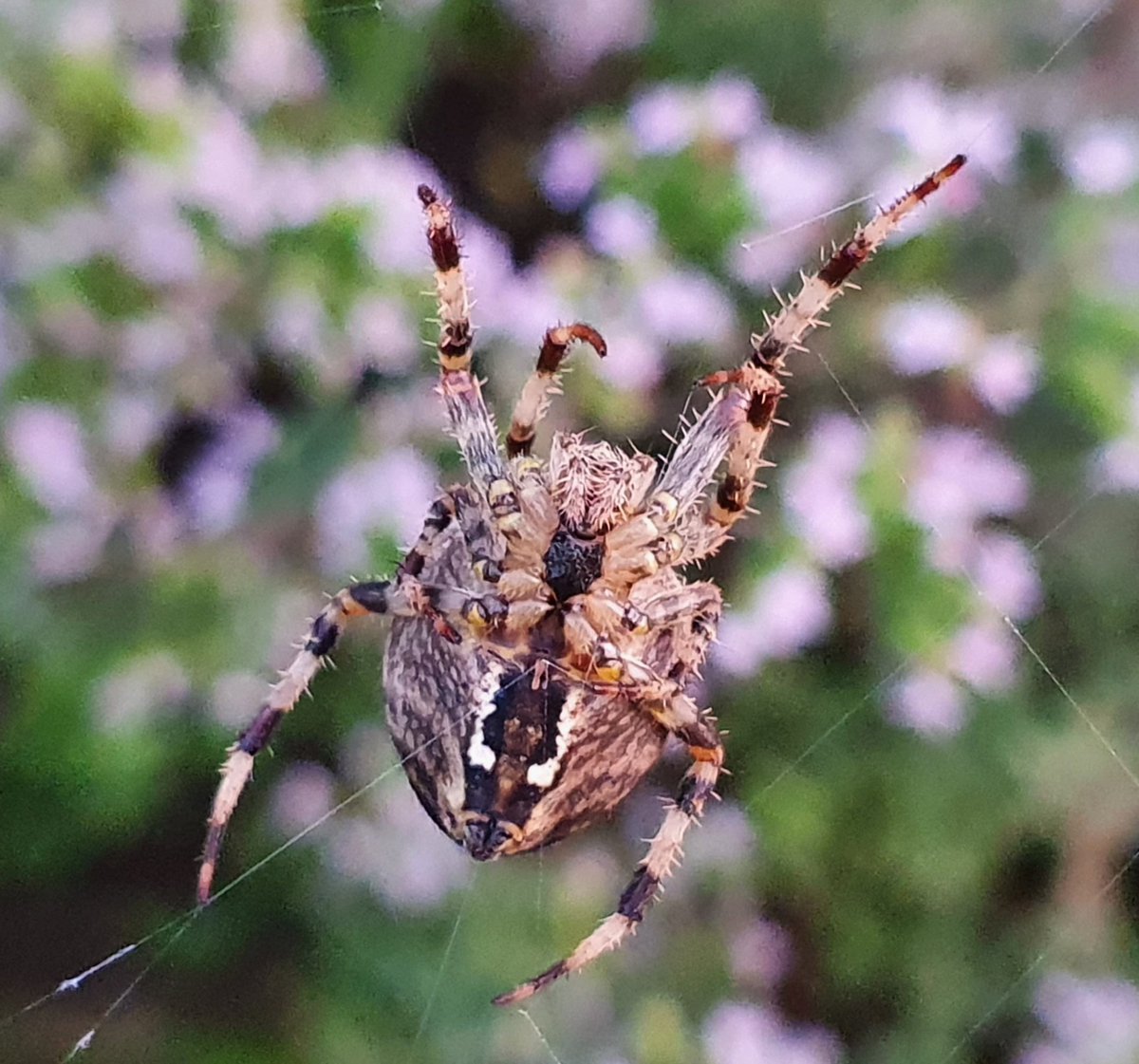 lovely_plot's tweet photo. @Britnatureguide #FascinatingInvertebratesWeekend https://t.co/6n8yH1hKXj