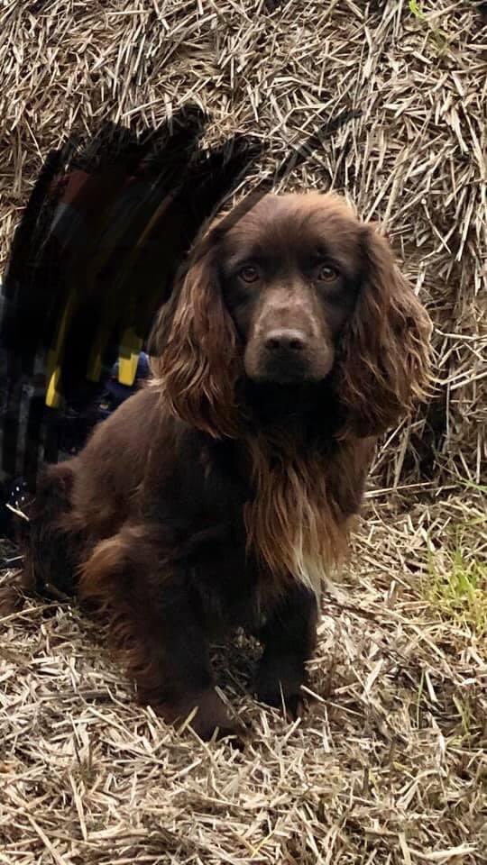 rosieDoc2's tweet photo. ‼️STOLEN‼️STOLEN‼️
£500 REWARD
3.30pm-6pm 13/9/20 #THORRINGTON #CO7 
Any1 seen anything?
Broken into our kennels taken 4 dogs
Brown #cockerspaniel
2 x Liver and white #springers
1 x #springerdor - looks like black lab/white marking on chest they are old dogs! 
Please SHARE! 🤬🆘 https://t.co/iCdGnnV2hI