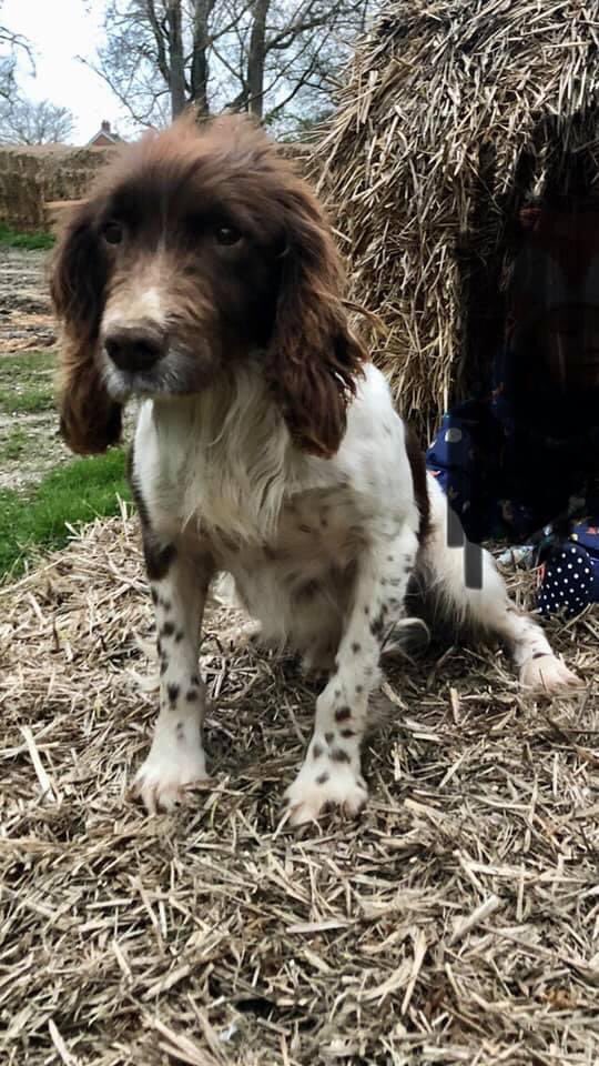 rosieDoc2's tweet photo. ‼️STOLEN‼️STOLEN‼️
£500 REWARD
3.30pm-6pm 13/9/20 #THORRINGTON #CO7 
Any1 seen anything?
Broken into our kennels taken 4 dogs
Brown #cockerspaniel
2 x Liver and white #springers
1 x #springerdor - looks like black lab/white marking on chest they are old dogs! 
Please SHARE! 🤬🆘 https://t.co/iCdGnnV2hI