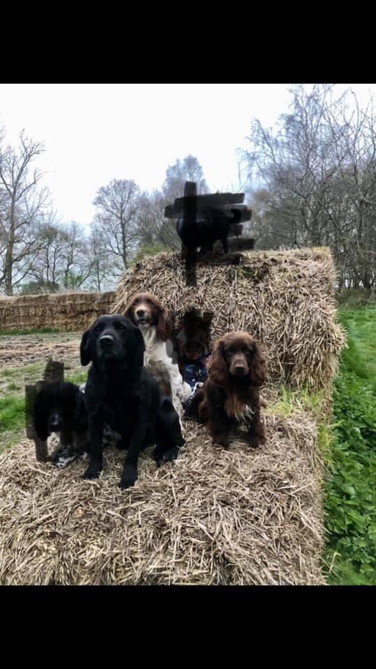 rosieDoc2's tweet photo. ‼️STOLEN‼️STOLEN‼️
£500 REWARD
3.30pm-6pm 13/9/20 #THORRINGTON #CO7 
Any1 seen anything?
Broken into our kennels taken 4 dogs
Brown #cockerspaniel
2 x Liver and white #springers
1 x #springerdor - looks like black lab/white marking on chest they are old dogs! 
Please SHARE! 🤬🆘 https://t.co/iCdGnnV2hI
