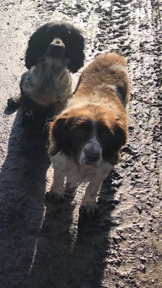 rosieDoc2's tweet photo. ‼️STOLEN‼️STOLEN‼️
£500 REWARD
3.30pm-6pm 13/9/20 #THORRINGTON #CO7 
Any1 seen anything?
Broken into our kennels taken 4 dogs
Brown #cockerspaniel
2 x Liver and white #springers
1 x #springerdor - looks like black lab/white marking on chest they are old dogs! 
Please SHARE! 🤬🆘 https://t.co/iCdGnnV2hI