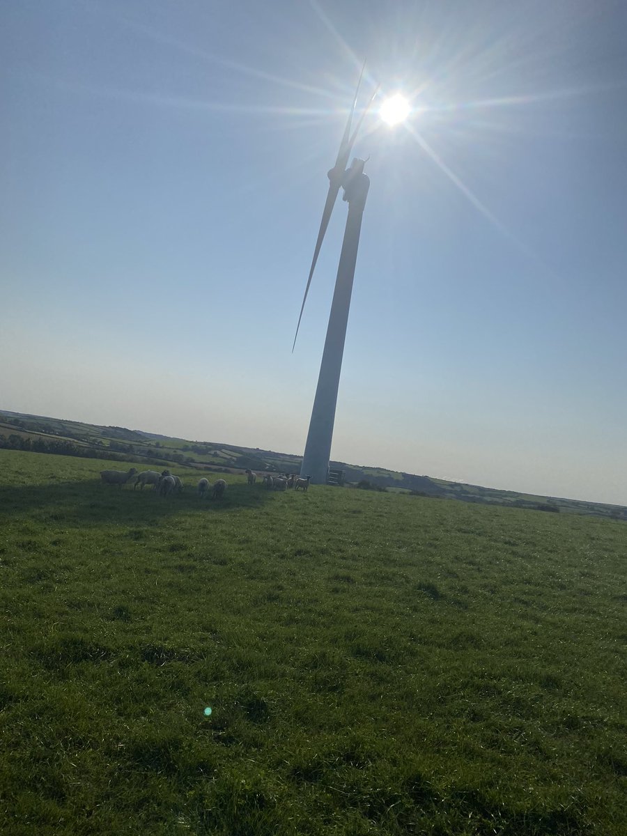 will__whiting's tweet image. Lambs finding some shade in the hot weather☀️☀️