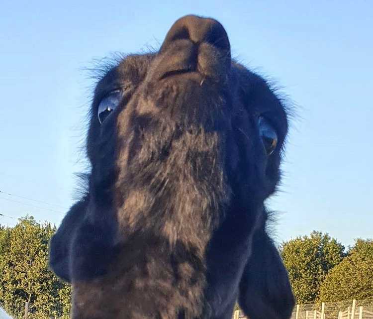 This alpaca is settling in for the weekly Sunday Scaries