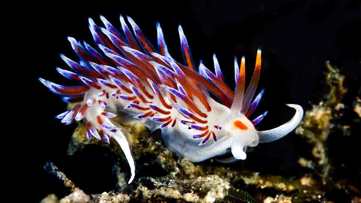  @NgadiSmart The hidden beauties of the ocean: sea slugs