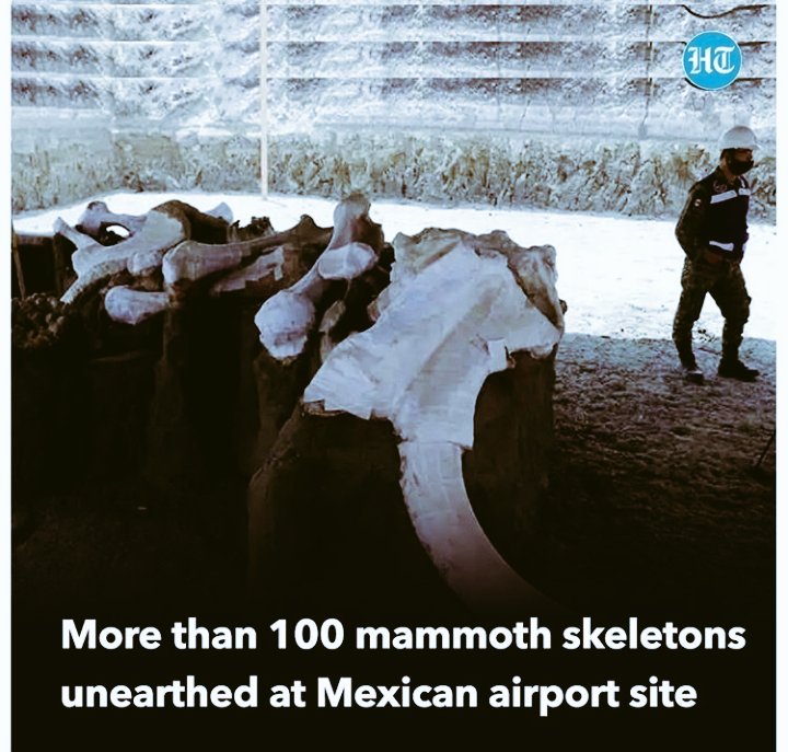 Paresh__2000's tweet photo. México,More than 100 mammoth skeletons have been identified by scientists. 
Archeologist Ruben Manzanilla explained on Tuesday around 24,000 years ago mammoth herds reached this spot where sprawling grasslands &amp; lakes. 
#Mammoth #IceAgemammals #IceAge #Mexico #Excavationsite https://t.co/4YFBpWUr3B