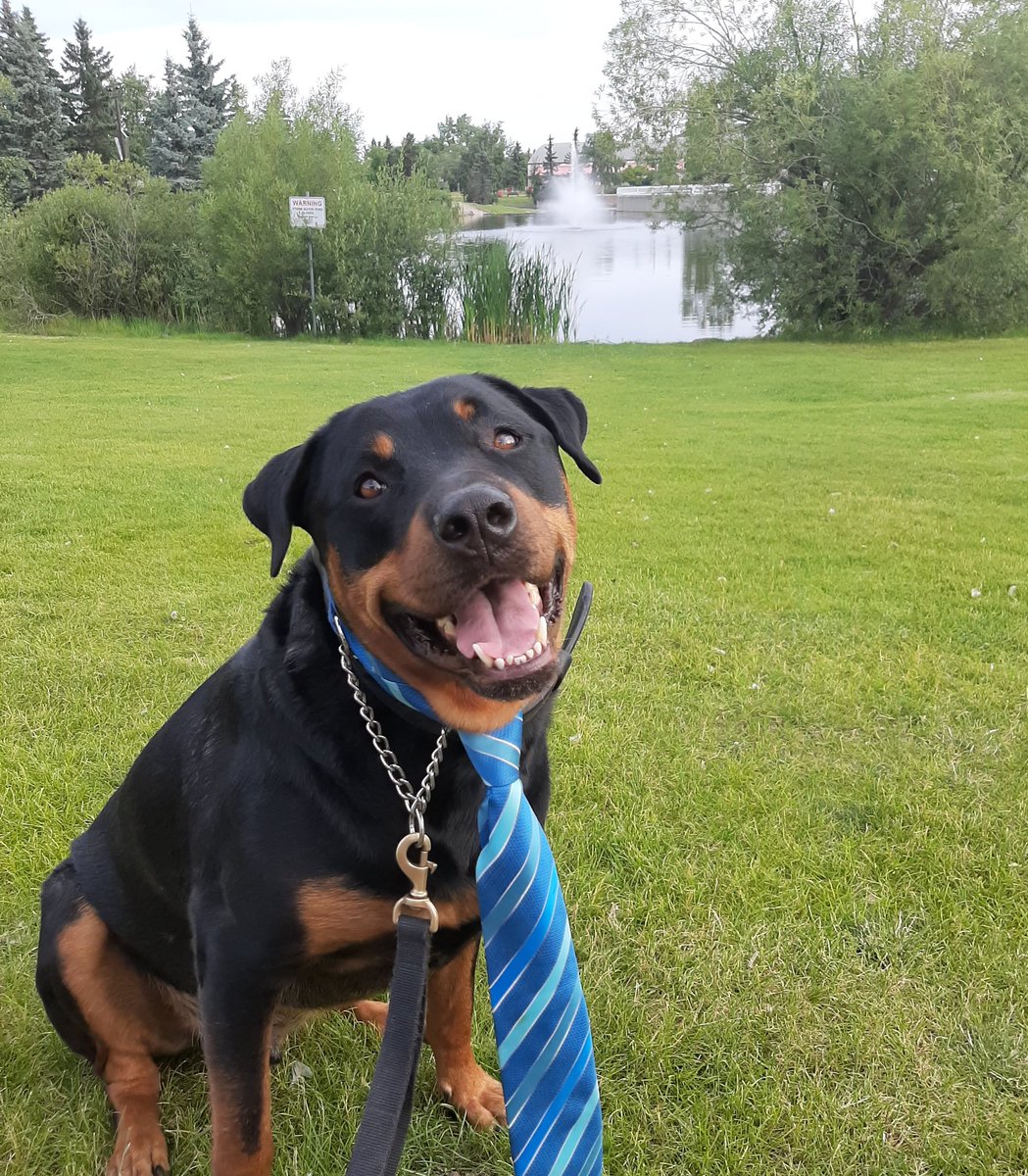 servicerotties's tweet image. *Important*
Yesterday we shared how @HarvestHillsYYC helped get us a power wheelchair to use. Since then they rcvd over 70 requests for help with food, etc from struggling #Albertans!
You can be a hero today by giving up a few drive thru☕&amp;amp; donating a few $
Can't donate? #retweet