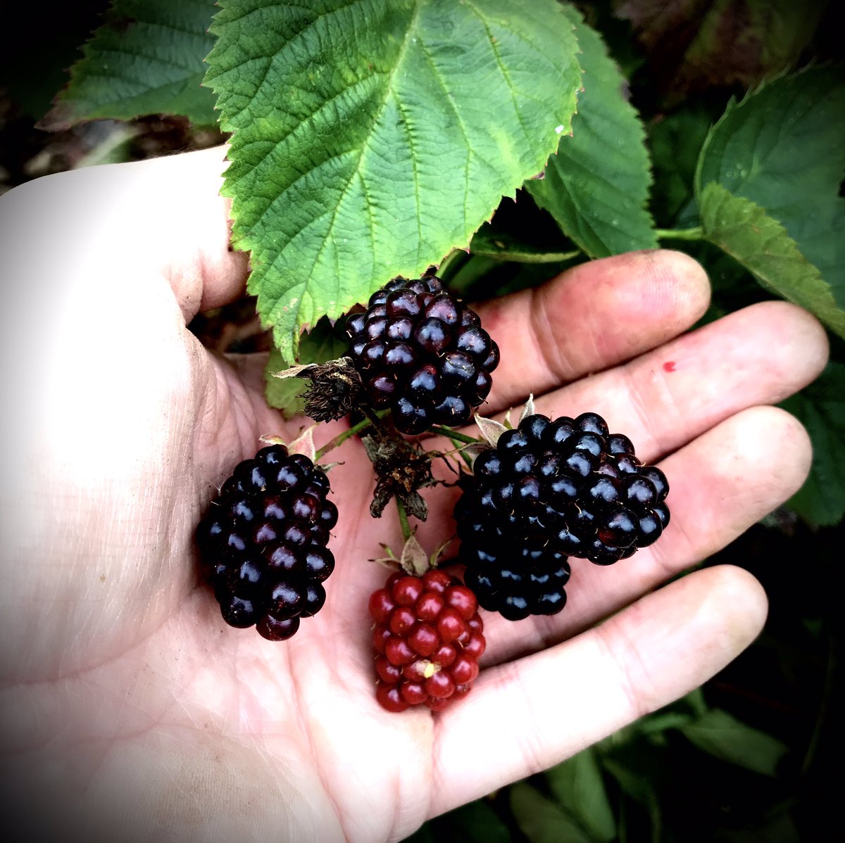 86_plot's tweet photo. Blackberry season, and its a bumper harvest this year! #gyo #allotment #blackberries #nodig https://t.co/qwrOjBtrj1