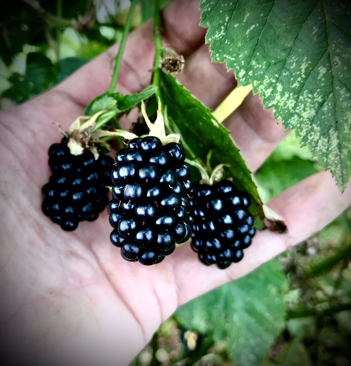 86_plot's tweet photo. Blackberry season, and its a bumper harvest this year! #gyo #allotment #blackberries #nodig https://t.co/qwrOjBtrj1