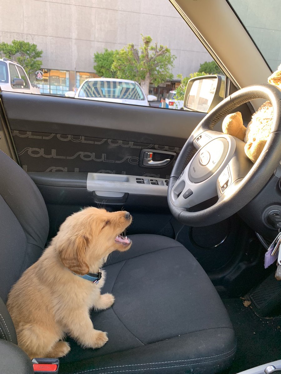 Gordito_Perrito's tweet image. que canción esta cantando??