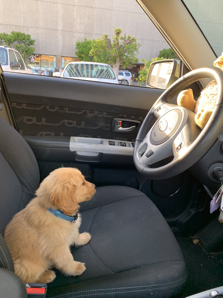 Gordito_Perrito's tweet image. que canción esta cantando??