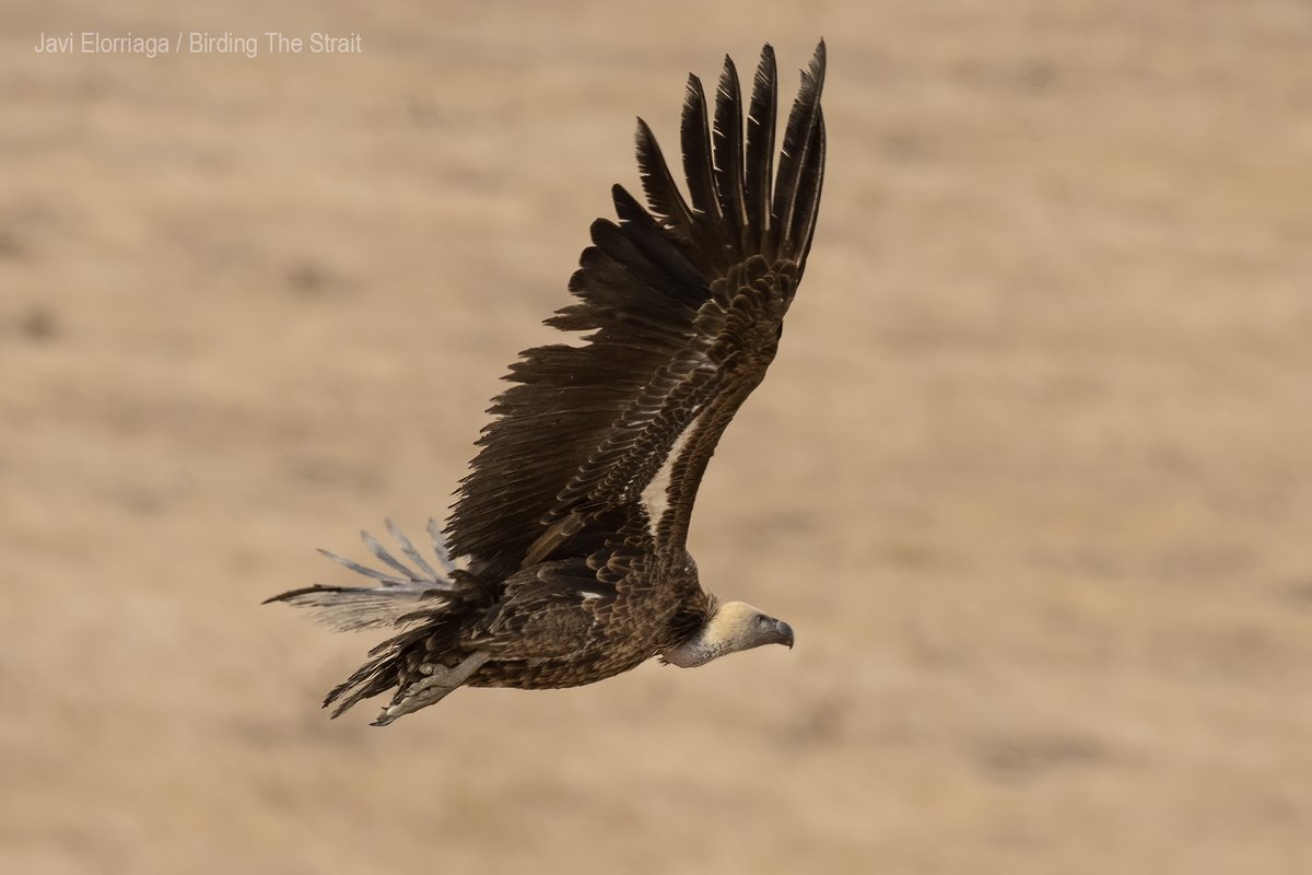 2 out of 3 three Rüppell´s Vultures we have seen today in Tarifa, the Strait of Gibraltar. This is a Critically Endangered species that regularly reaches Andalucia as a vagrant from the Sahel region in Africa. <a href="/4Vultures/">Vulture Conservation Foundation</a>   <a href="/IUCNRedList/">IUCN Red List</a>