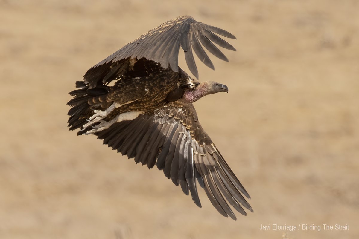 Birding The Strait tweet media