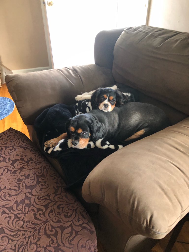 lisareads123's tweet photo. @randyfenoli Our boys Jack &amp; Max mk our house a home! #cavaliers #cavalierkingcharles https://t.co/dELJsu8TI5