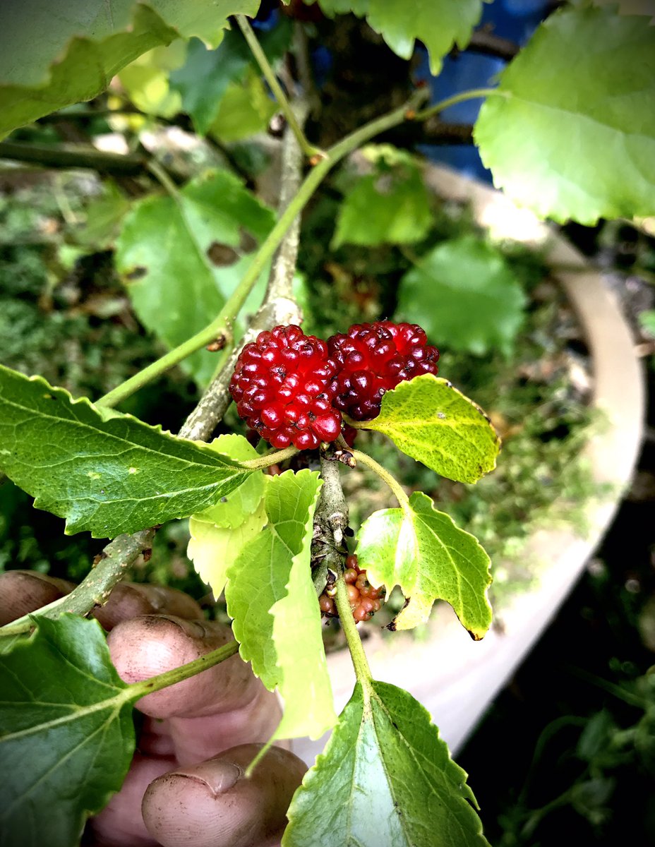 86_plot's tweet photo. Mulberries are also having a good year #mulberrytree #gyo #allotment https://t.co/iAiicsn3D4