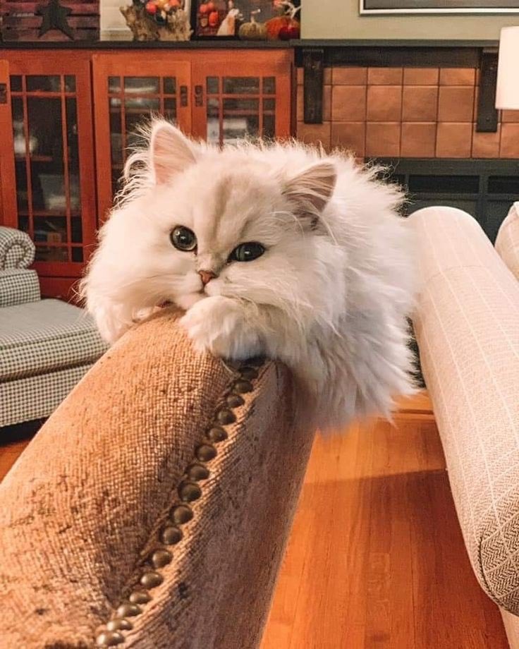 ixlaxa's tweet photo. ابغى 😭😭😭 https://t.co/6ko42kZXmR